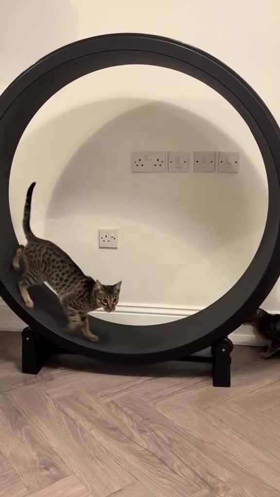 Savannah cats for sale: Reduced and ready F6 Savannah boy Koffee - Video 2