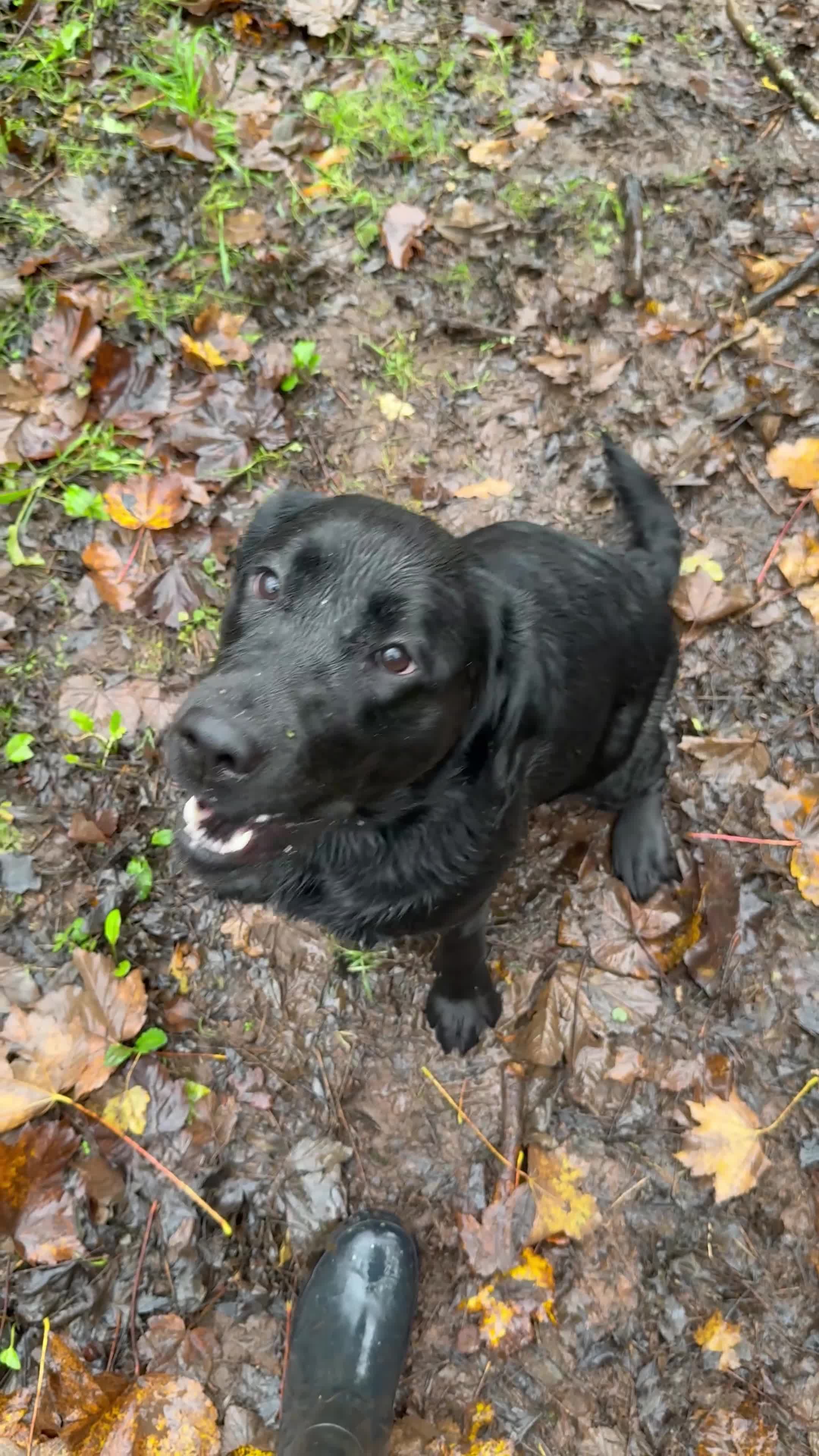 Labrador Retriever dogs for sale: Kc Labrador girl  - Video 1