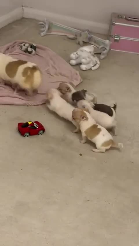 Chihuahua dogs for sale: Kc chihuahua puppies Russian and Ukraine lines - Video 2