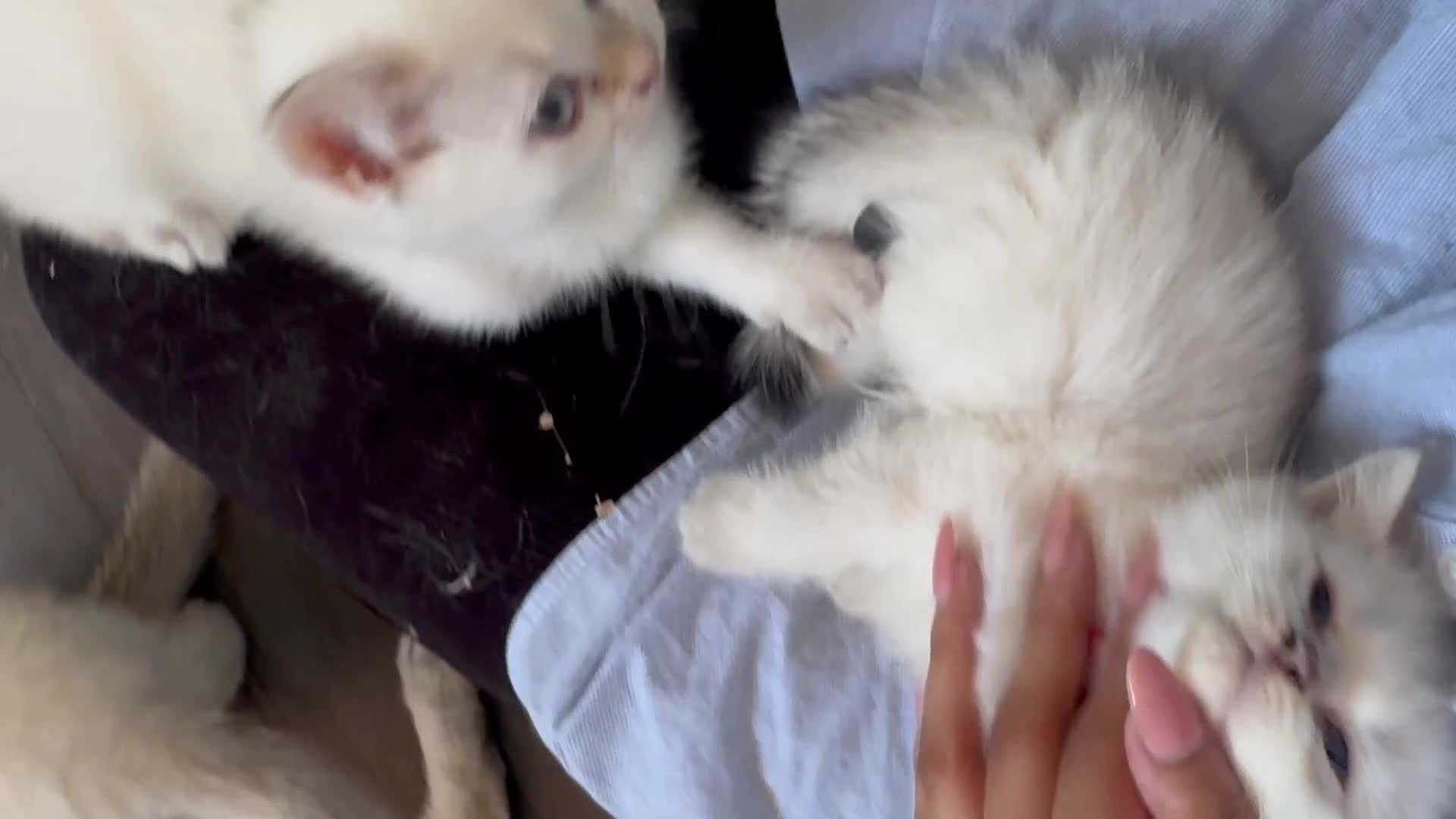 British Shorthair cats for sale: ❤️ White, gold tipped British shorthairs ❤️ in Slough - Video 2