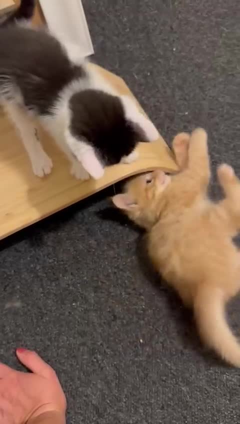 Mixed Breed cats for sale: For Sale: 5 Adorable Male Kittens 🐾 - Video 1