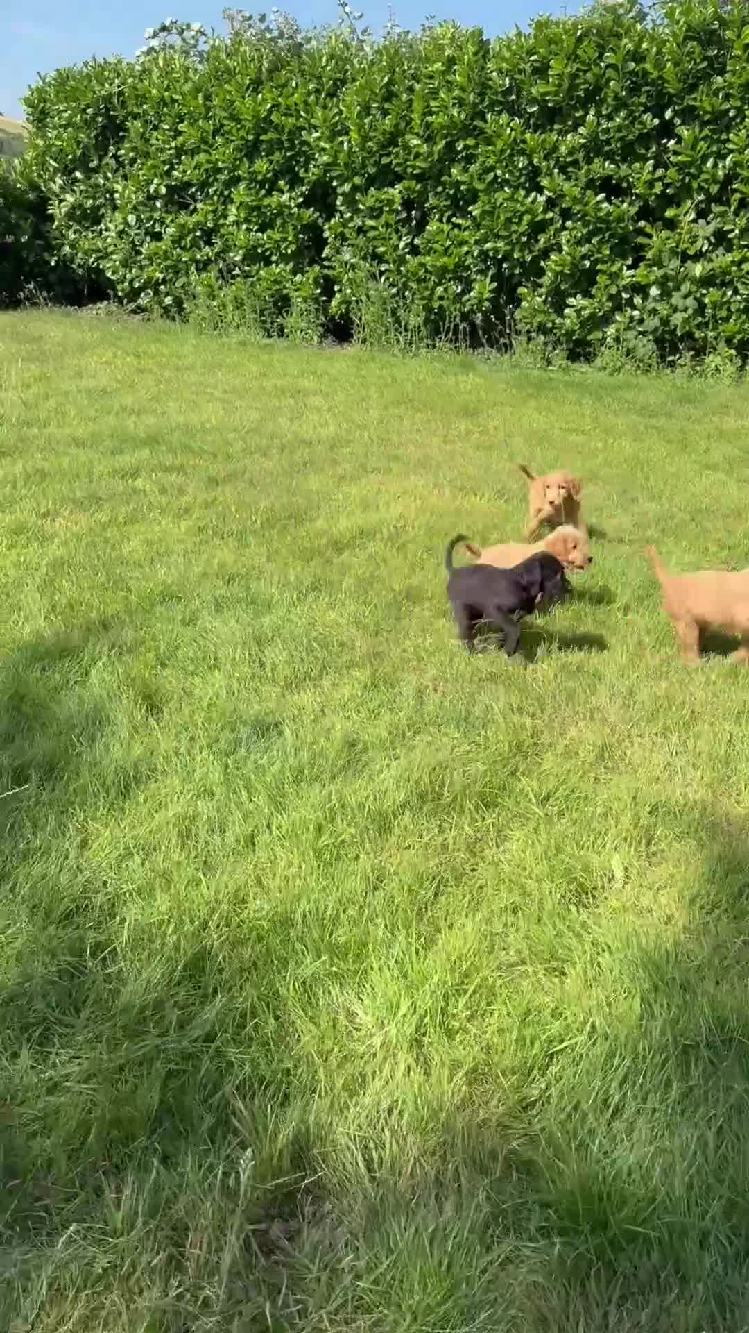 Labradoodle dogs for sale: FULLY VACCINATED Mini Australian Labradoodle Mix - Video 1