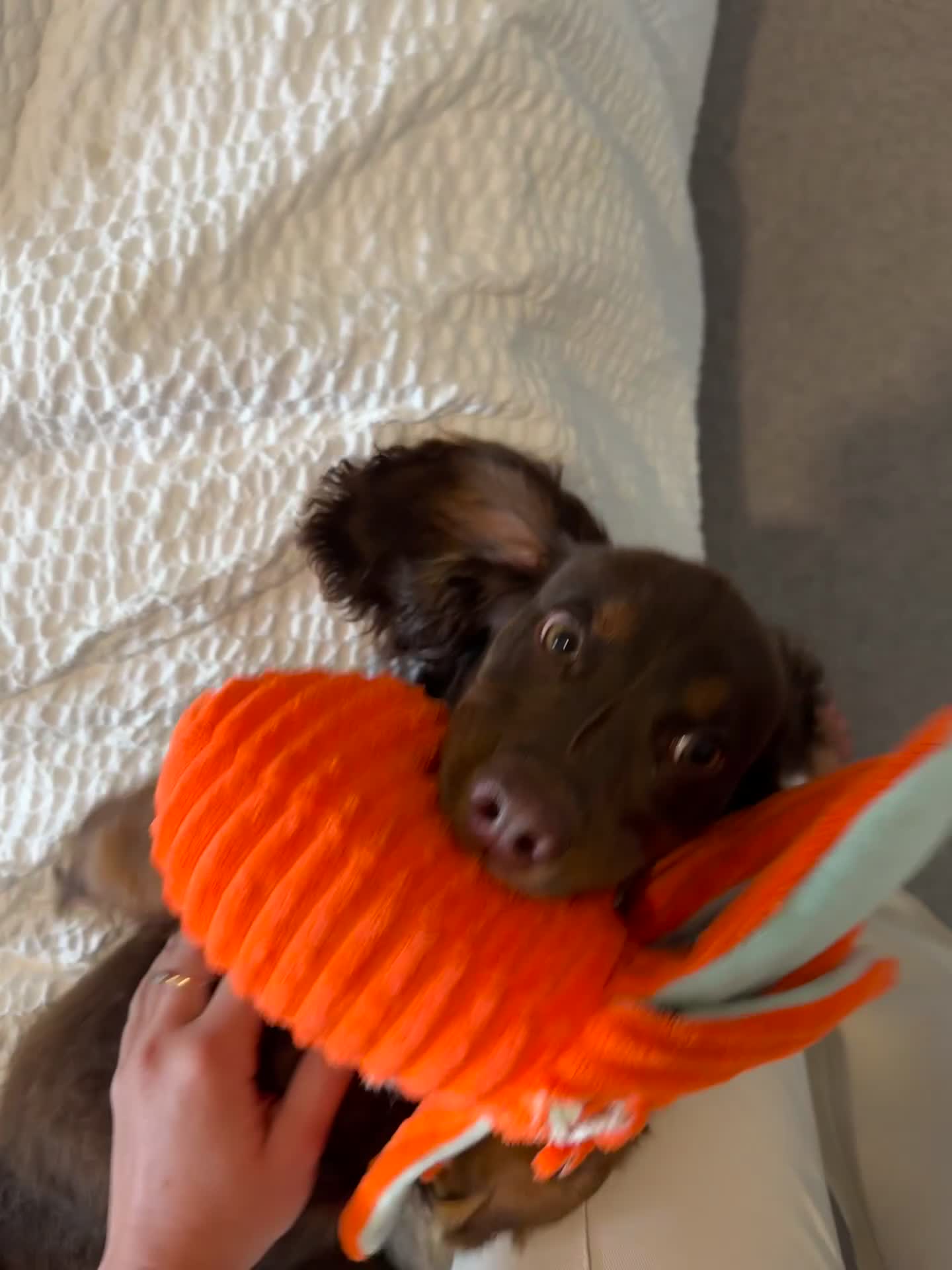 Cocker Spaniel dogs for sale: Loving Home Wanted for Beautiful Olive (WCS Puppy) - Video 1