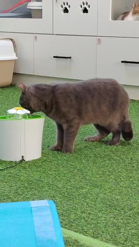 Mixed Breed cats for adoption: Kumo - An Adorable Affectionate Boy - Video 2