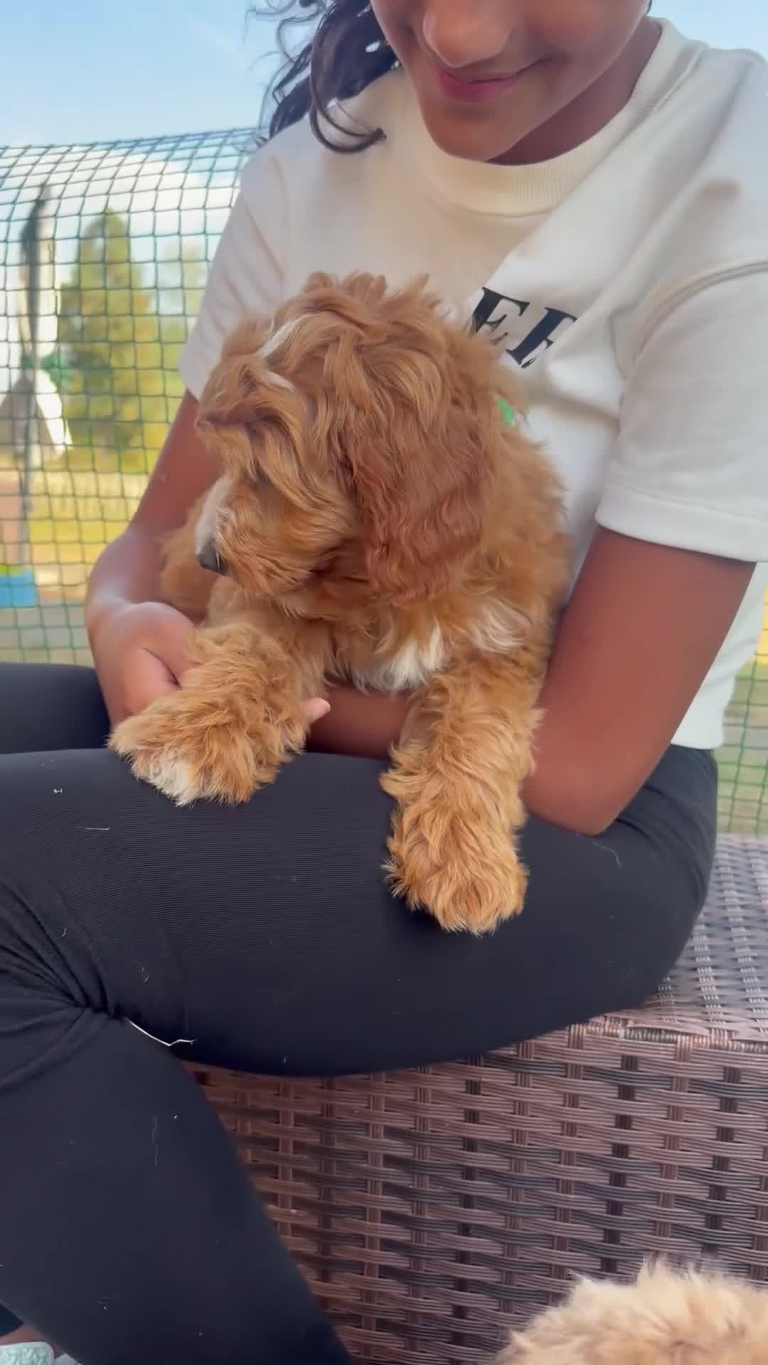 Australian Labradoodle dogs for sale: Stunning Red Australian Labradoodle Multigen Pups - Video 1