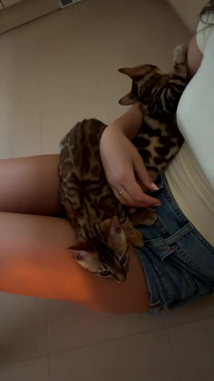 Bengal cats for sale: 2 male Bengal kittens  - Video 2