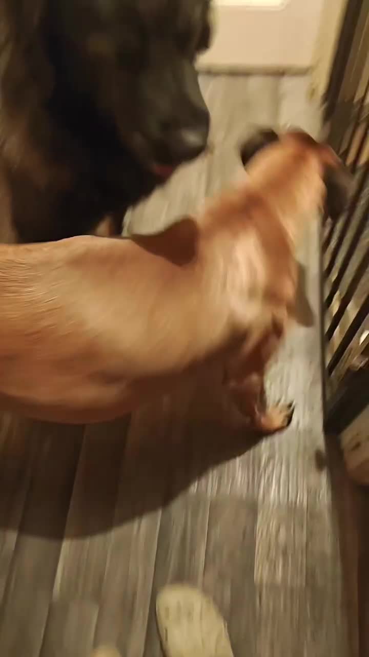 Mixed Breed dogs for sale: Belgium malinoi cross Caucasian sheperd  - Video 1