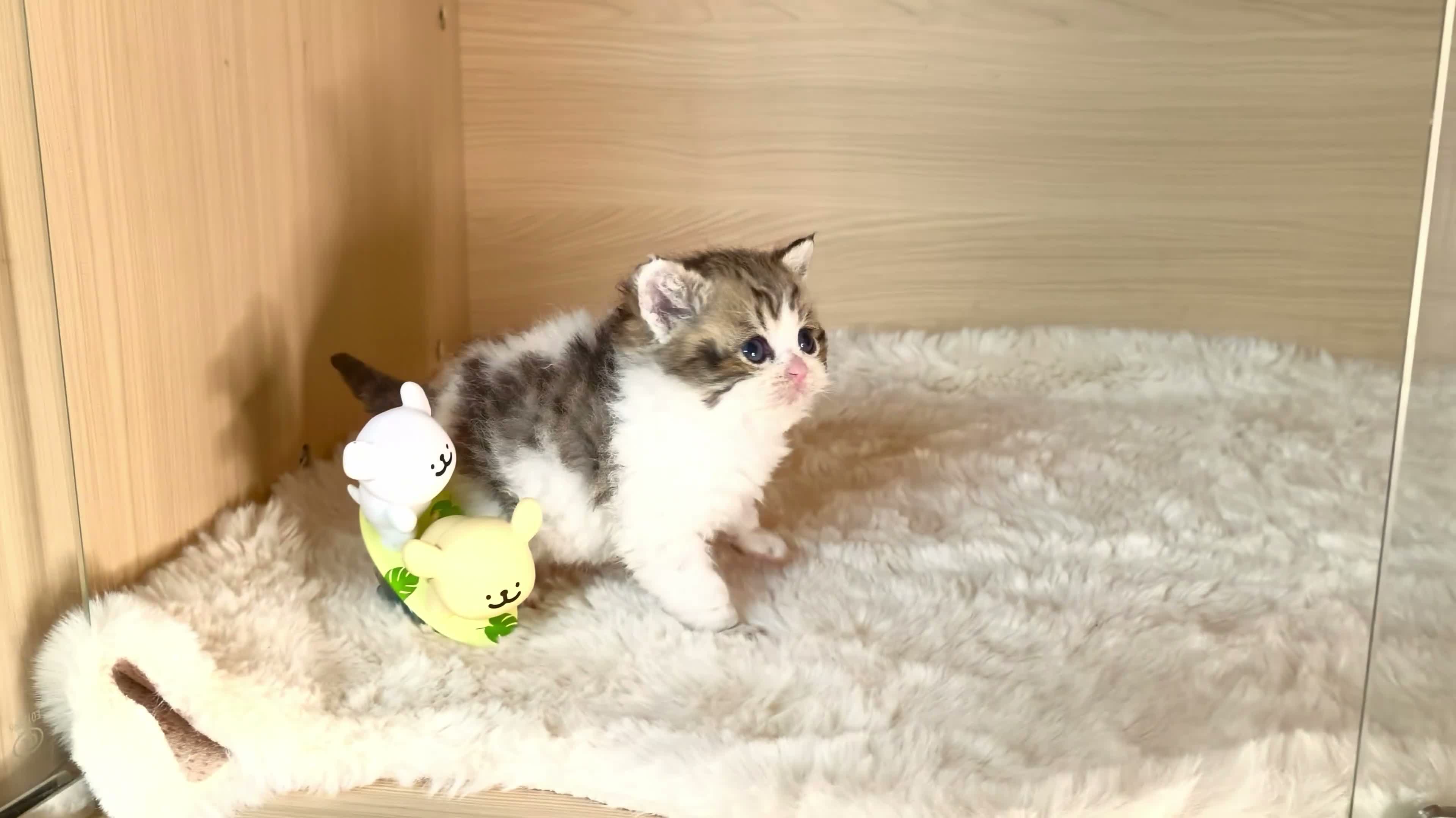 Selkirk Rex cats for sale: Beautiful Selkirk Rex Shorthair Kittens  - Video 4