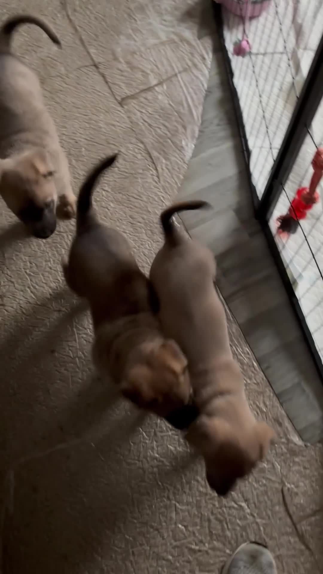 Belgian Shepherd Dog dogs for sale: Belgian Malinois cross puppies for sale.  - Video 1