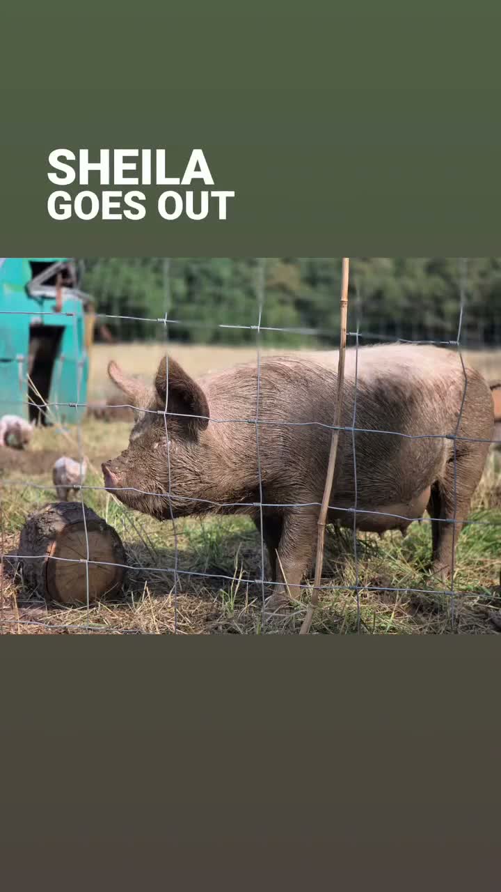 Pig livestock for sale: 20 middle white piglets in Guildford - Video 3