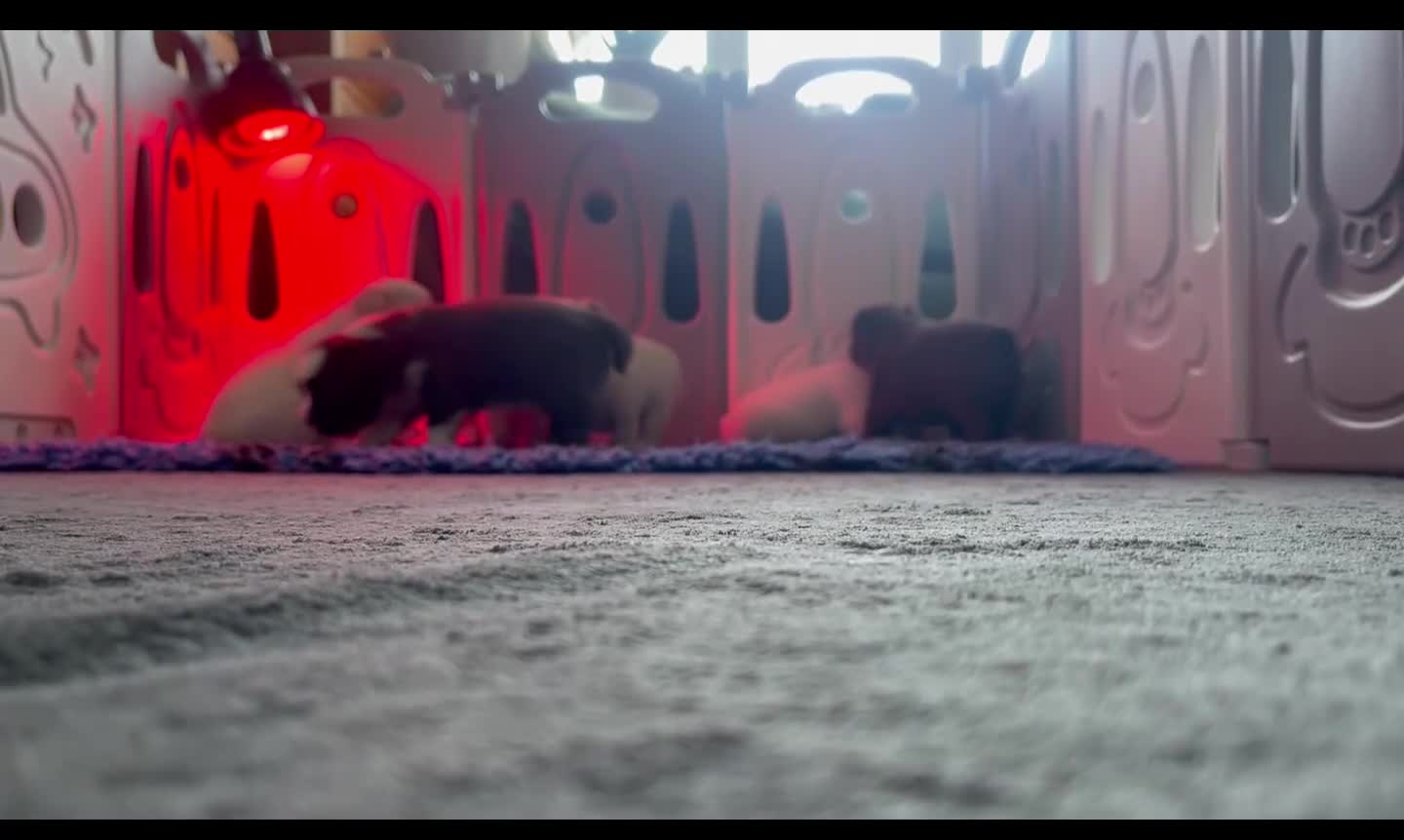 French Bulldog dogs for sale: Fluffy French bulldog - Video 1