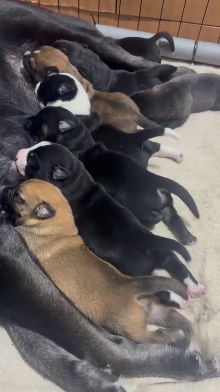 Mixed Breed dogs for sale: RARE BLUE EYE Sholly  ** tiff x Husky  - Video 1