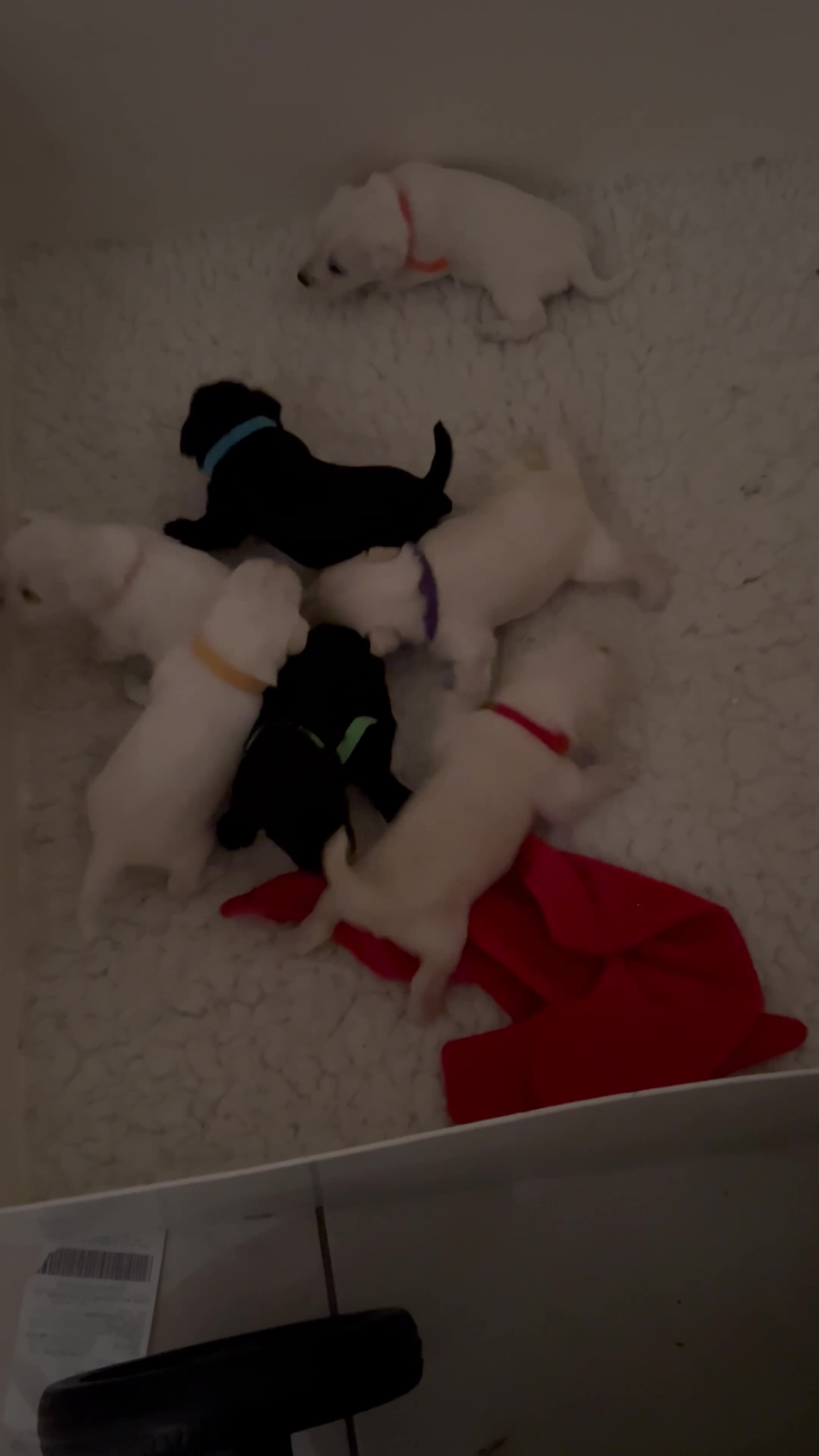 Miniature Schnauzer dogs for sale: Stunning KC Reg Miniature Schnauzers  - Video 1