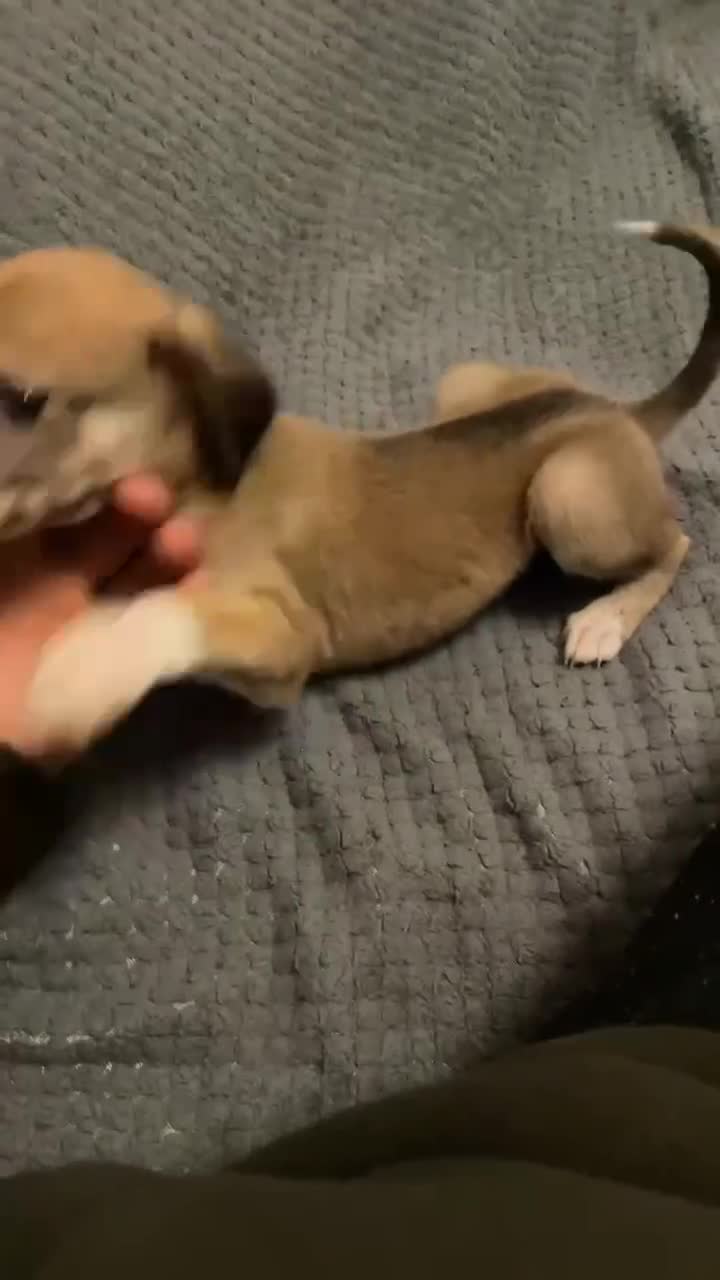 Mixed Breed dogs for sale: Saluki greyhound dog pups - Video 2