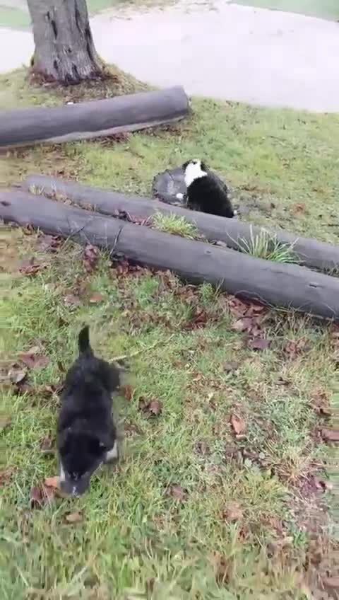 Mixed Breed dogs for adoption: Corbett - Video 2