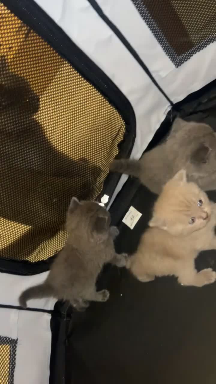 British Shorthair cats for sale: British shorthair kittens  - Video 1