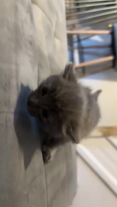 Mixed Breed cats for sale: Kittens for 5 star homes only  - Video 1