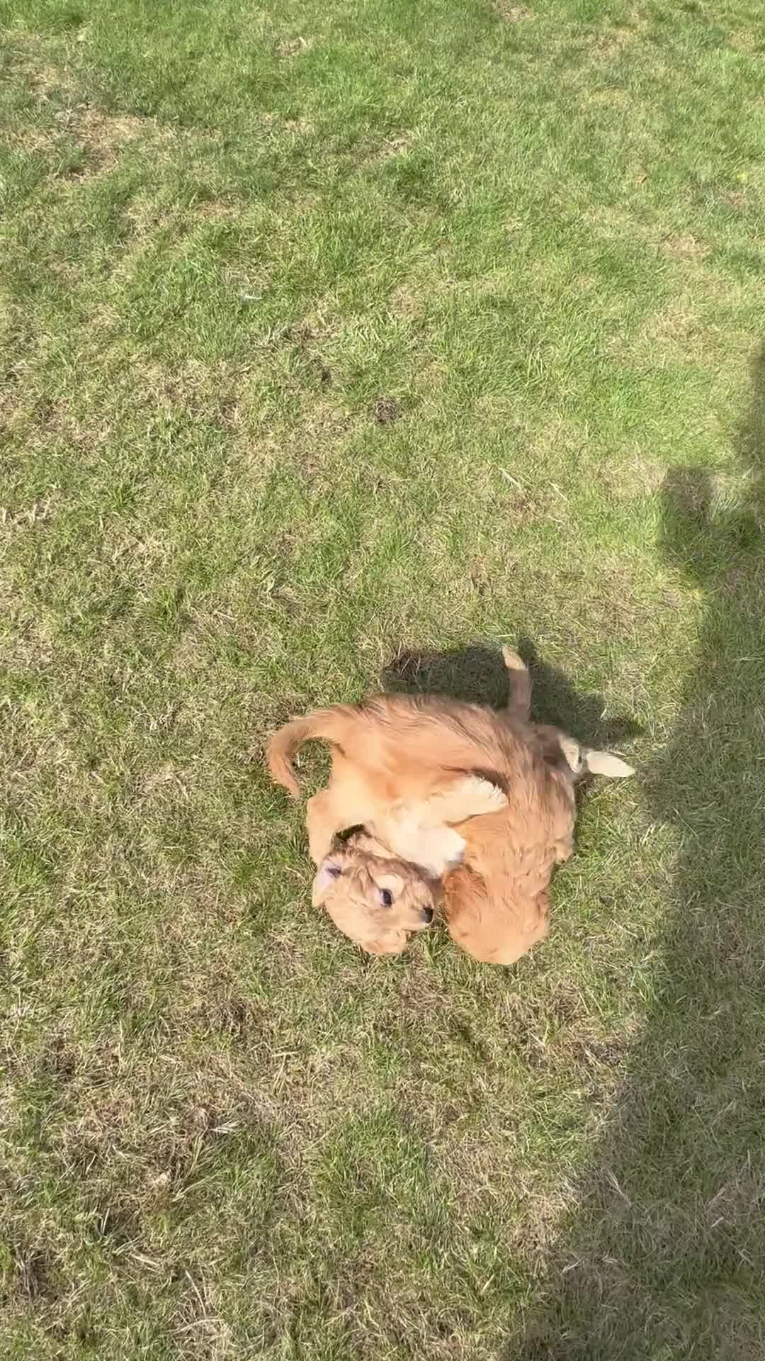 Cockapoo dogs for sale: Cockapoo Puppy - one chunky boy left 🐾 - Video 2
