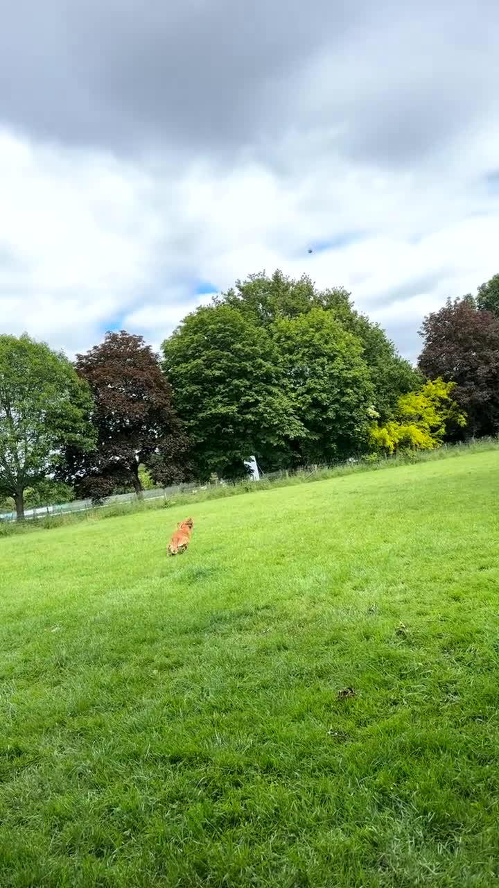 Cocker Spaniel dogs for stud: Golden Cocker Spaniel Stud - Video 1