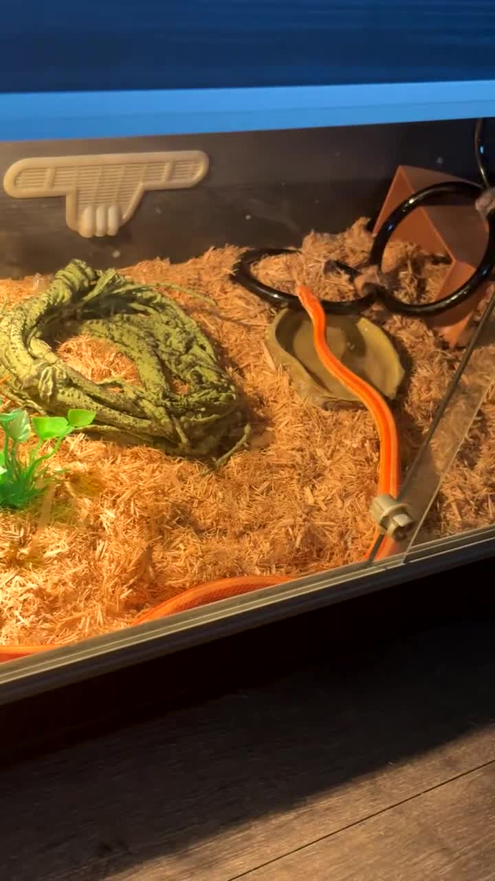 Corn Snake reptiles for sale: Male corn snake in London - Video 1
