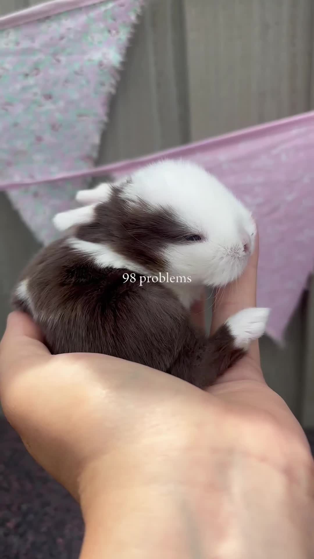 Mini Lop rabbits for sale: Beautiful pure bred mini lops blue eyes  - Video 4