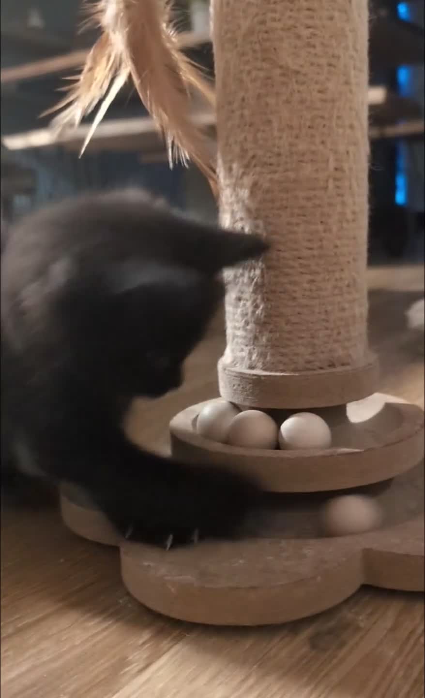 Ragdoll cats for sale: Pair of Ragdoll/Tabby Kittens ..... Bear & Tia  - Video 3