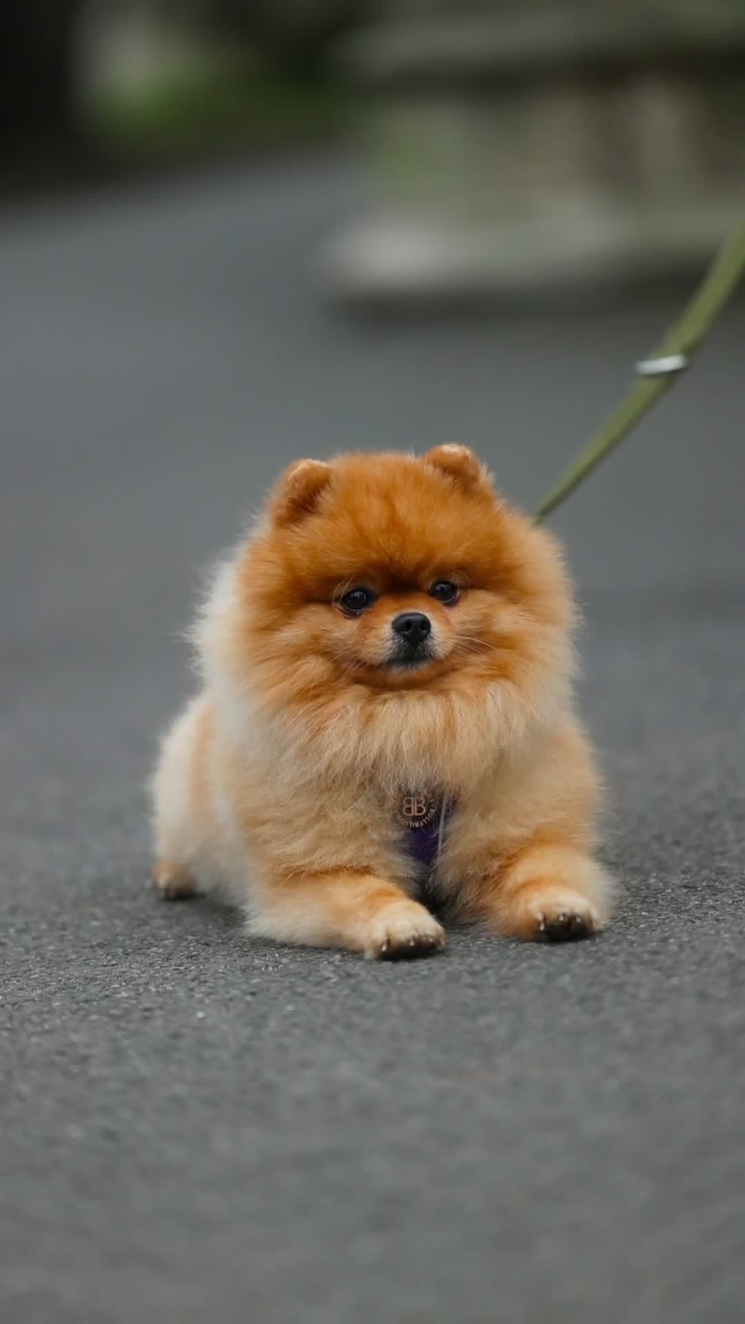 Pomeranian dogs for stud: 🇬🇧 THE LOVE OF PABLO🇬🇧 in London - Video 1
