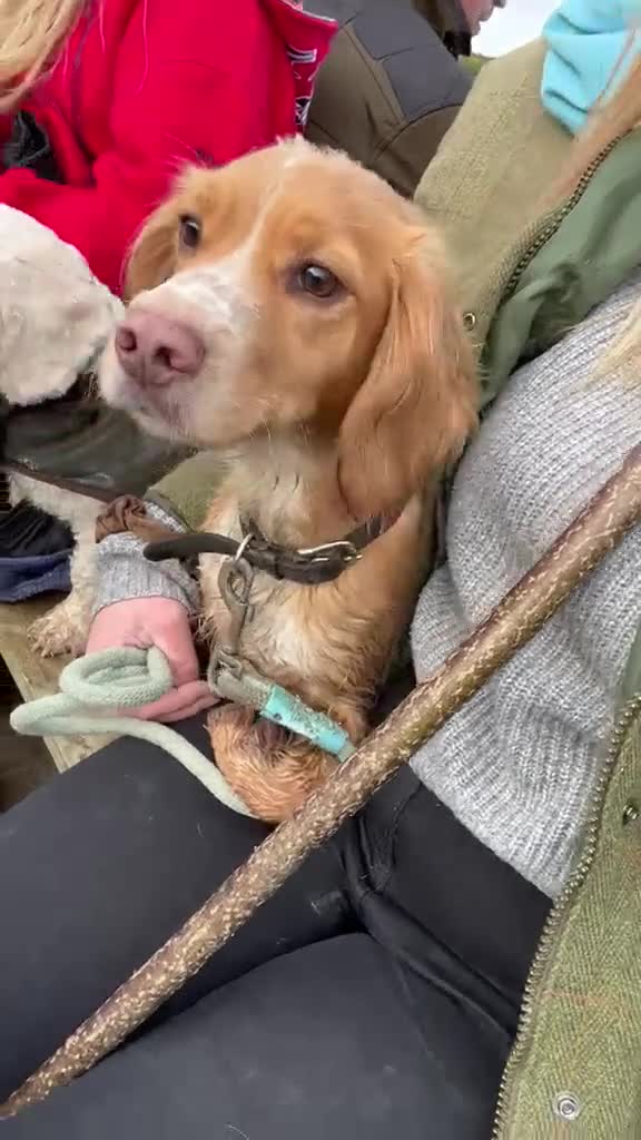 Cockapoo dogs for sale: 🐾 COCKAPOO PUPPIES DUE 6TH SEPTEMBER 🐾 - Video 1