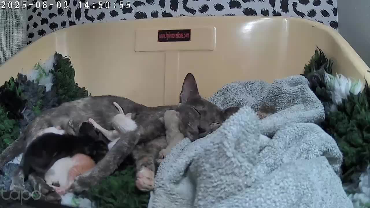 Siamese cats for sale: Beautiful GCCF registered Siamese kittens  - Video 1
