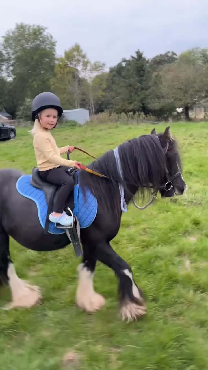 Irish Cob horses for sale: Mini Cob gelding in Southampton - Video 4
