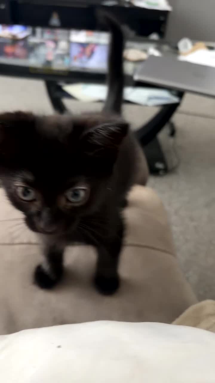 Mixed Breed cats for sale: Mixed breed little boy in Glasgow - Video 1