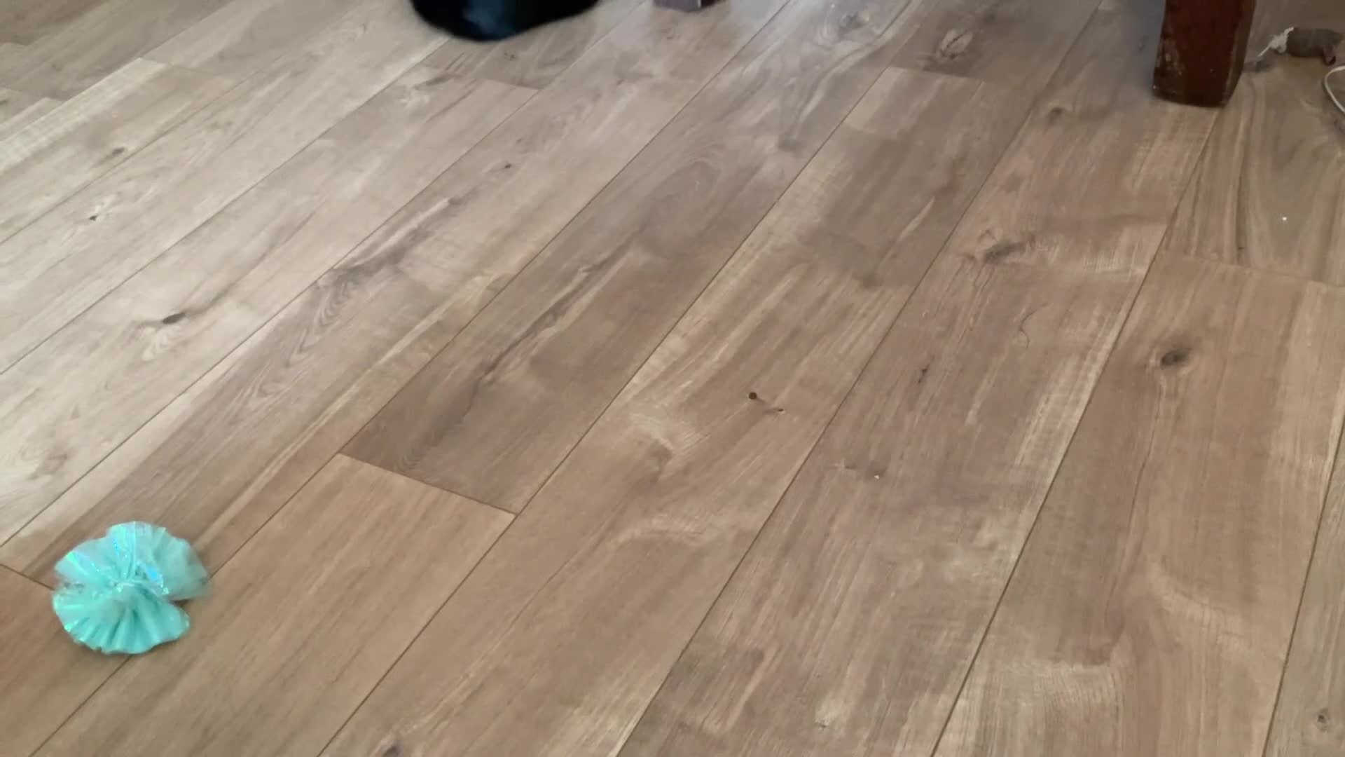 Domestic Shorthair cats for sale: 4 Beautiful Kittens Ready for their Forever Homes - Video 1