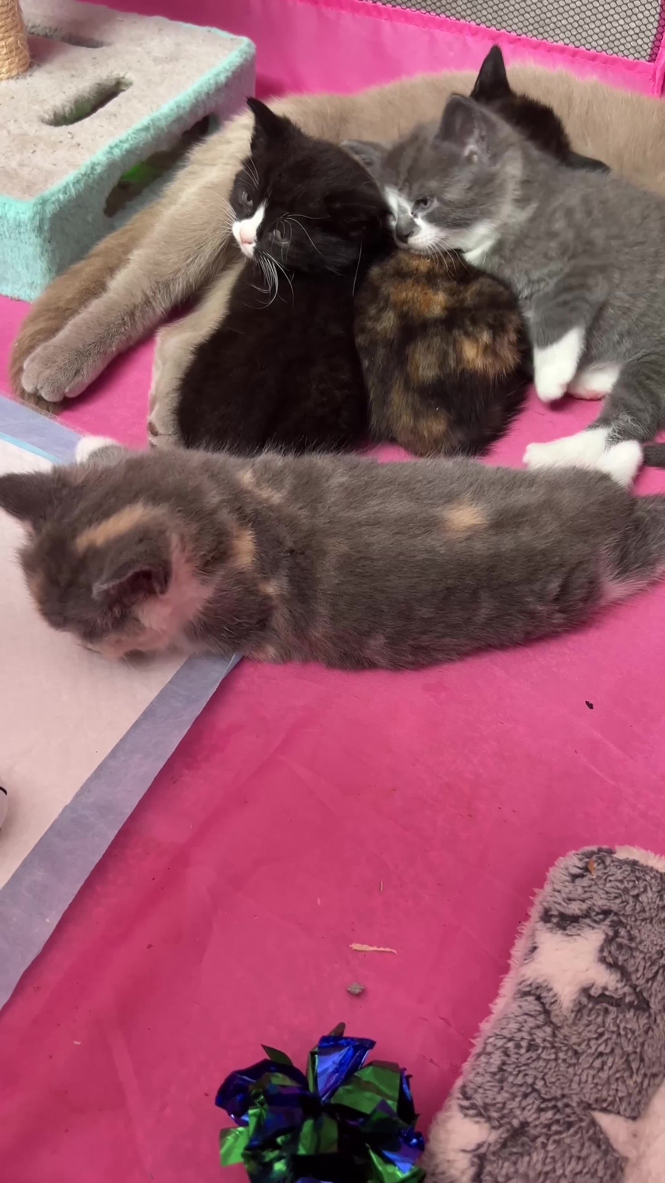 British Shorthair cats for sale: Gorgeous BSH kittens  - Video 1