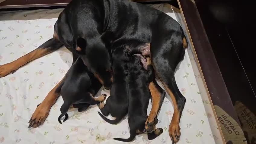 Dobermann dogs for sale: 🥇European Champion Line Dobermann puppies 🐶 🏆  - Video 1