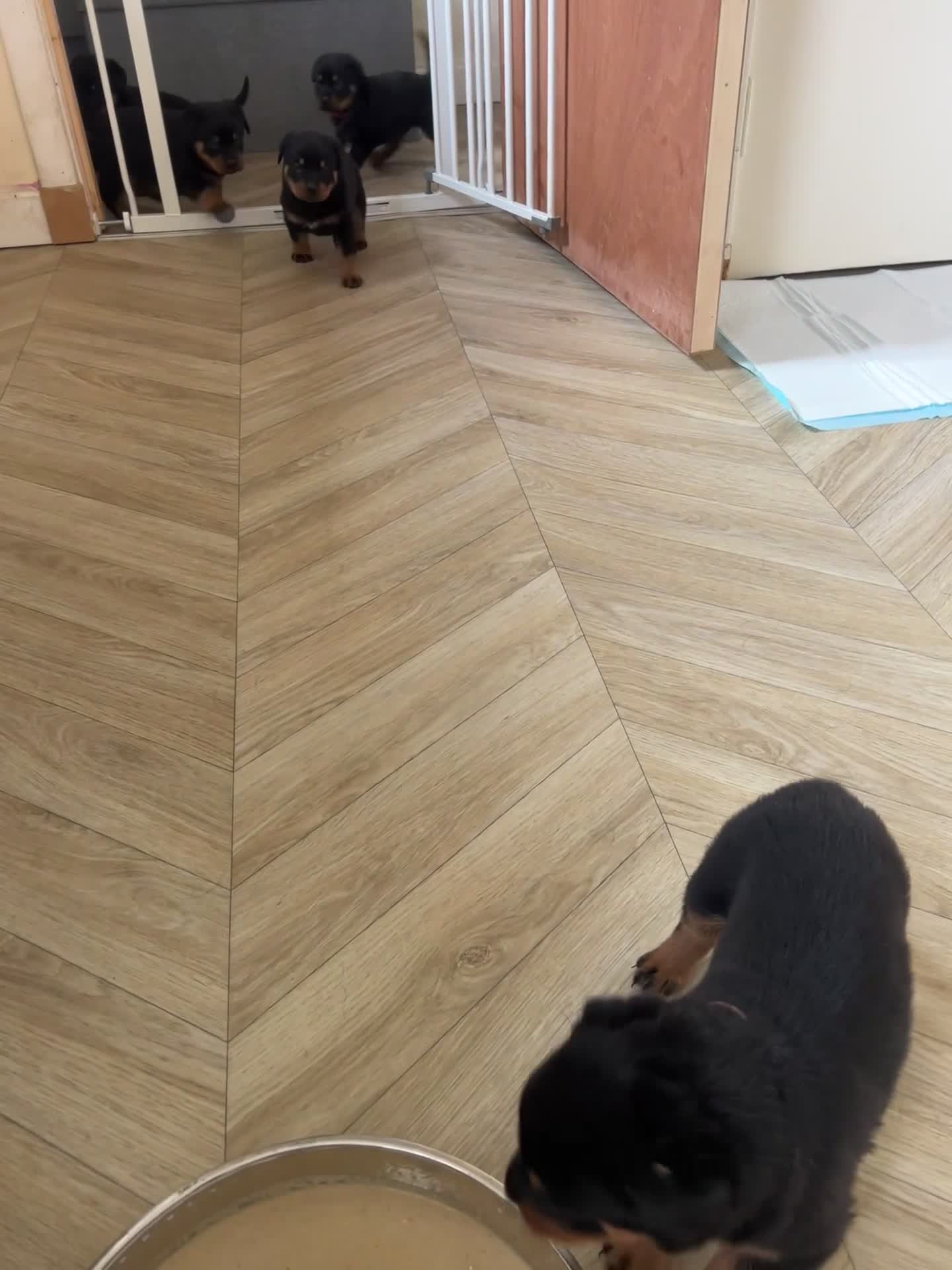 Rottweiler dogs for sale: Beautiful Rottweiler pups  - Video 5