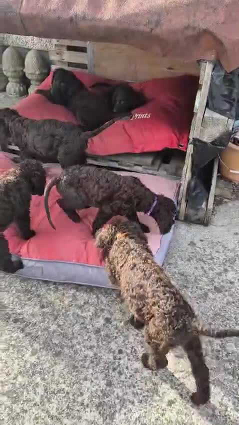Irish Water Spaniel dogs for sale: Irish water spaniel - Video 1