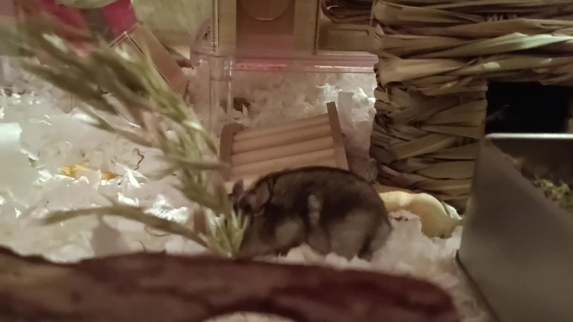 Hamster rodents for sale: Lovely hamster for a new home in Birmingham - Video 1