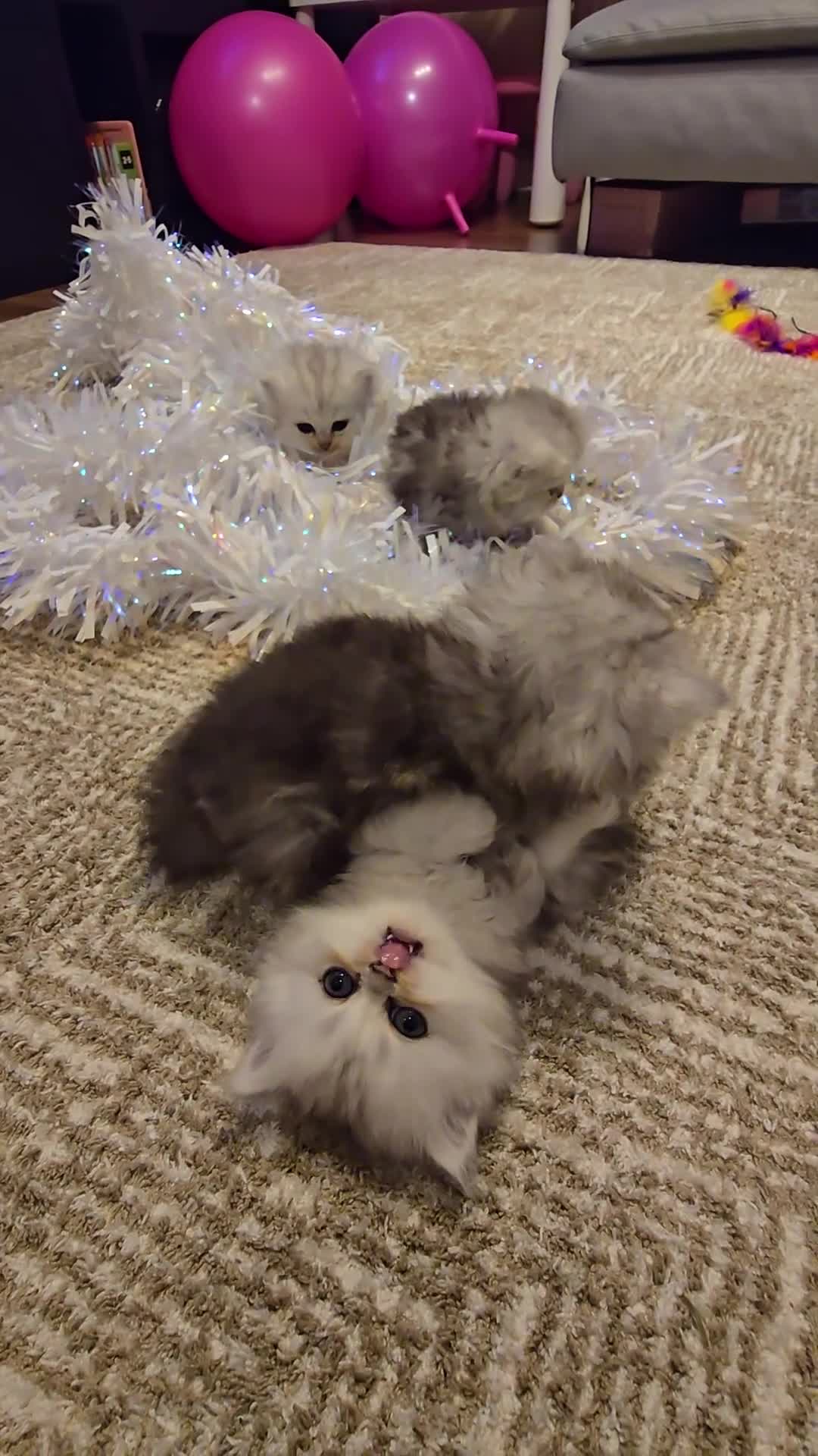 Persian cats for sale: Persian fluffy angels - Video 1