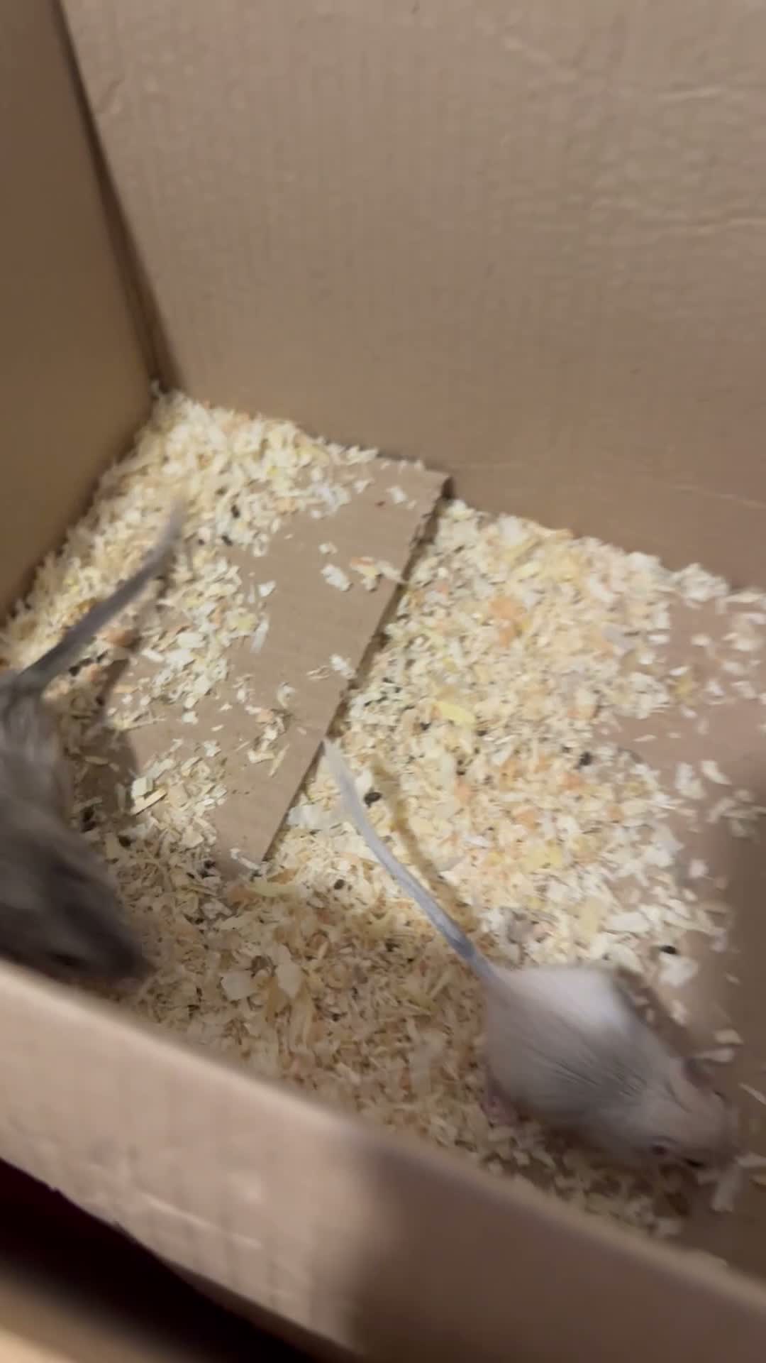 Gerbil rodents for sale: 1 x pair of male gerbils  - Video 1