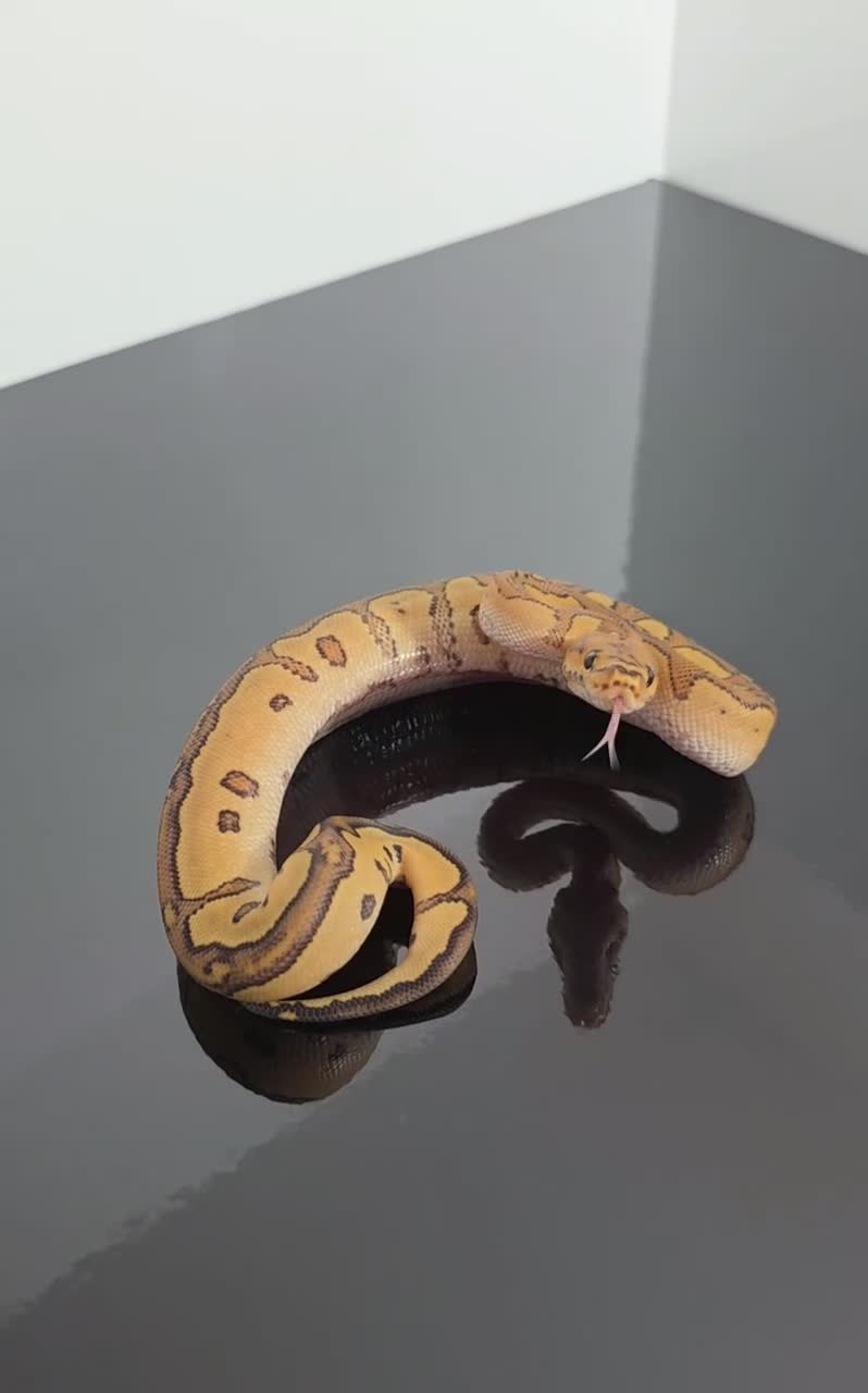 Python Snake reptiles for sale: Regius pythons/ ball pythos - Video 4