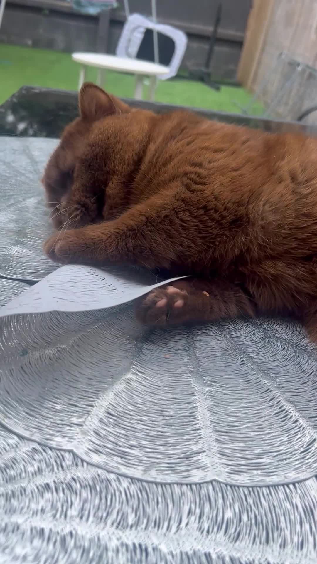 British Shorthair cats for stud: CHOCOLATE BRITISH SHORTHAIR- STUD SERVICE  - Video 2