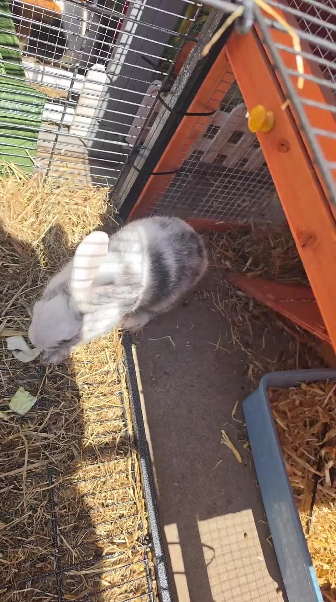 Mixed Breed rabbits for sale: 1 female, 1 male - Video 1
