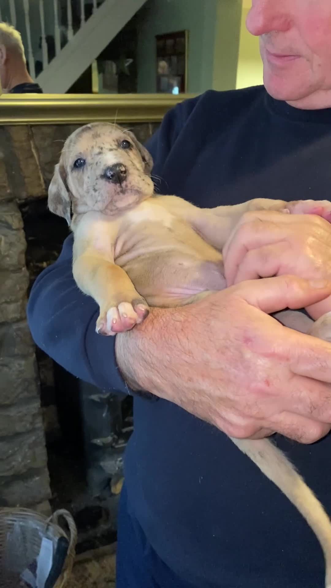 Great Dane dogs for sale: Beautiful kc reg Great Dane puppies - Video 2