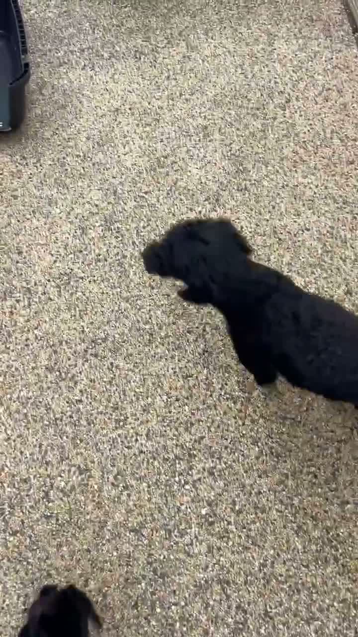 Miniature Poodle dogs for sale: Miniature poodle puppies ready to leave  - Video 3