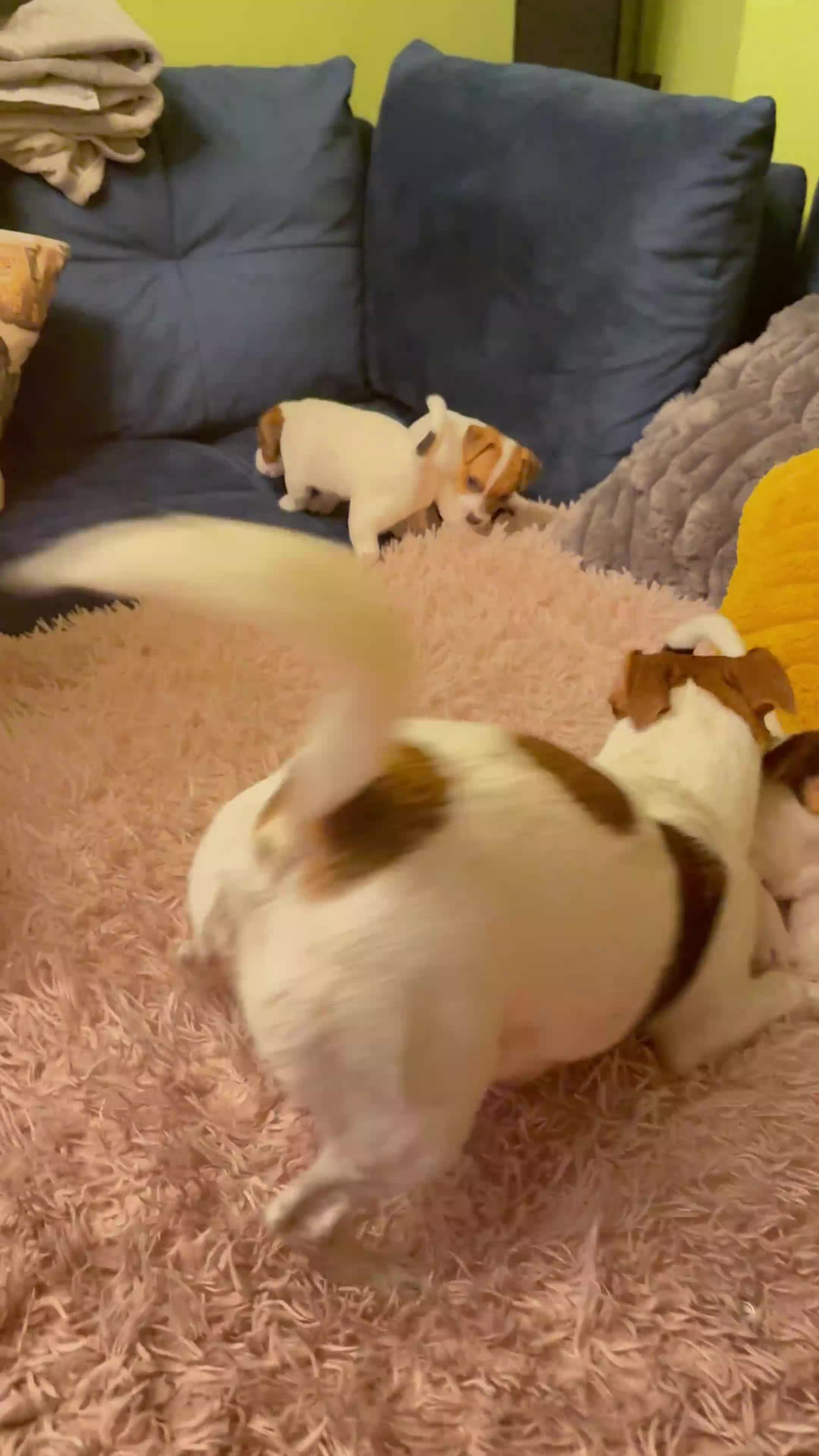 Jack Russell dogs for sale: Beautiful Pure-Bred Jack Russell Terrier Puppies in London - Video 1