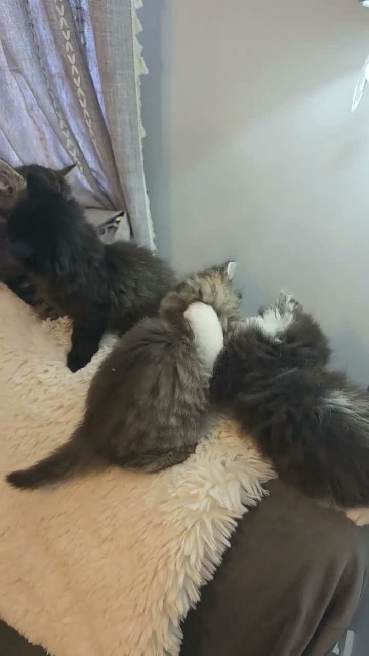 Ragdoll cats for sale: Beautiful Ragdoll cross Norwegian forest kittens  - Video 2