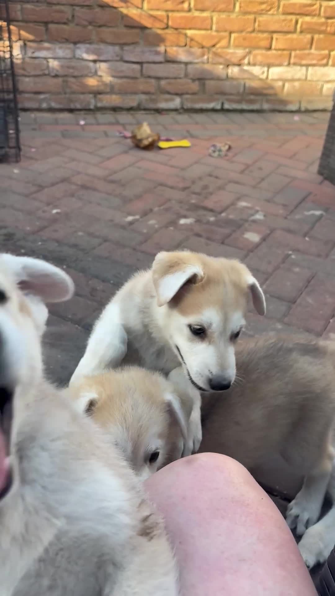 Mixed Breed dogs for sale: White Swiss shepherd cross wolf dog - Video 1