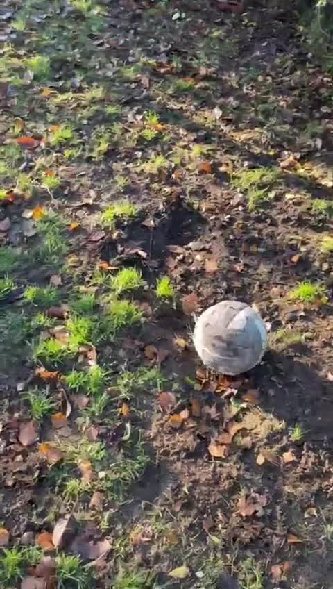 Mixed Breed dogs for adoption: Alexa 🩷 - Video 2