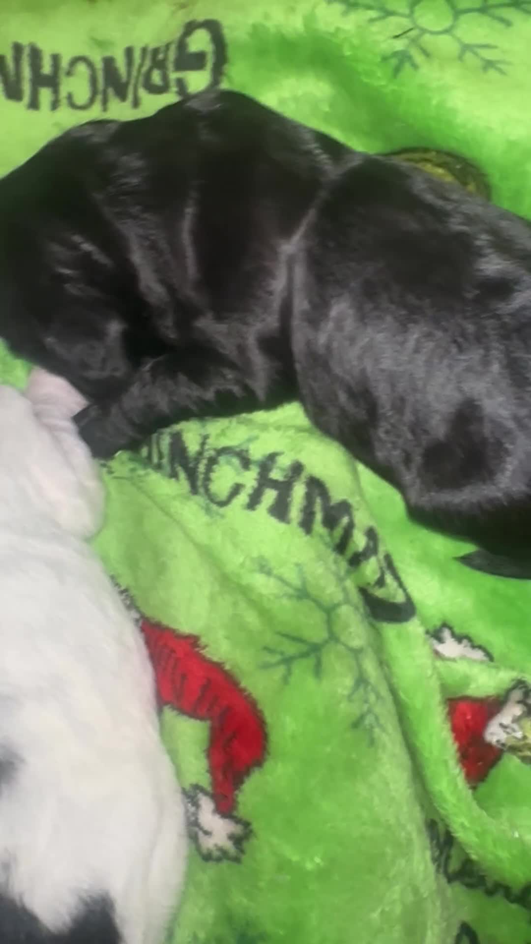 Cockapoo dogs for sale: 2 weeks old  - Video 1