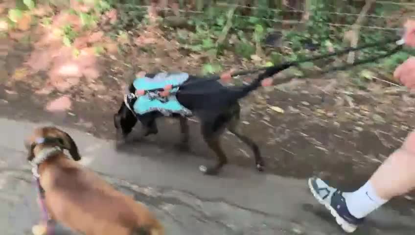 Mixed Breed dogs for adoption: Chief hound X special boy  - Video 3